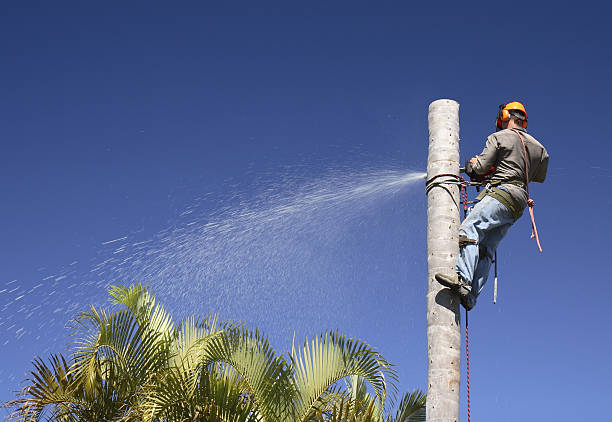 Professional Tree Services in Holloman Af, NM